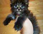 Кошки в Санкт-Петербурге: Котик чёрный мрамор  Мальчик, 60 000 руб. - фото 2