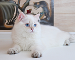 Кошки в Рыбинске: Британский голубоглазый длинношерстный мальчик Мальчик, 20 000 руб. - фото 2