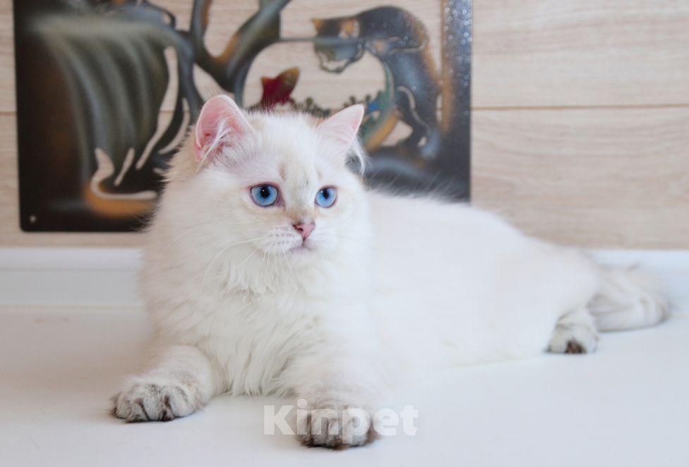 Кошки в Рыбинске: Британский голубоглазый длинношерстный мальчик Мальчик, 20 000 руб. - фото 2