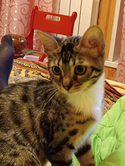 Отдам котенка