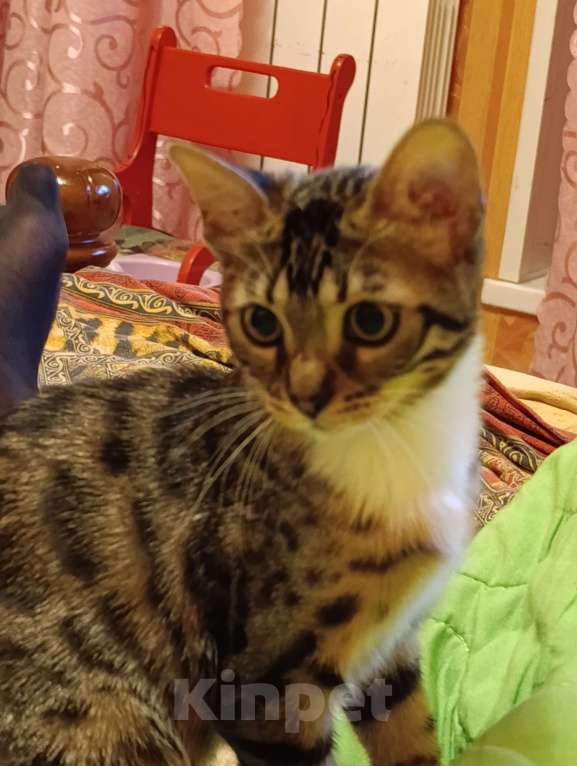 Кошки в Москве: Отдам котенка Девочка, Бесплатно - фото 1