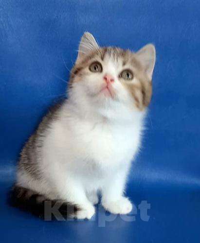 Кошки в Сарове: ласковая девочка Девочка, 25 000 руб. - фото 4