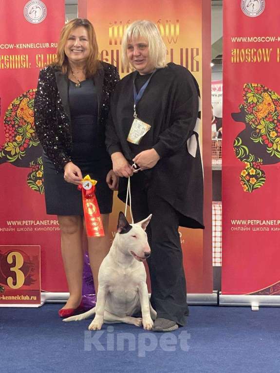 Собаки в Москве: Бультерьер Марфа Девочка, 150 000 руб. - фото 1