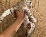 Кошки в Красноярске: Котята Мальчик, Бесплатно - фото 5