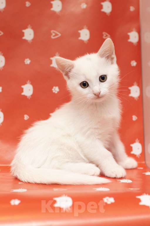 Кошки в Москве: Крошка Мину - как из мультика про котов-аристократов Девочка, Бесплатно - фото 4