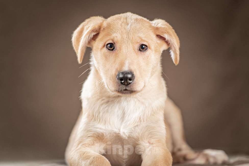 Собаки в Клине: Марли — верный и преданный друг, который готов вручить вам своё сердце и следовать за вами по пятам Мальчик, Бесплатно - фото 1