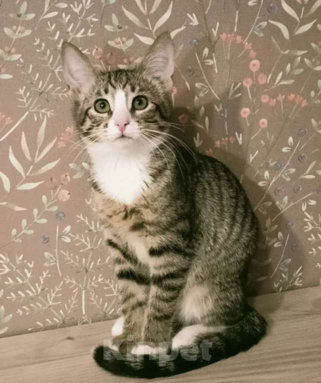 Кошки в Москве: Кошка-подросток Девочка, Бесплатно - фото 5