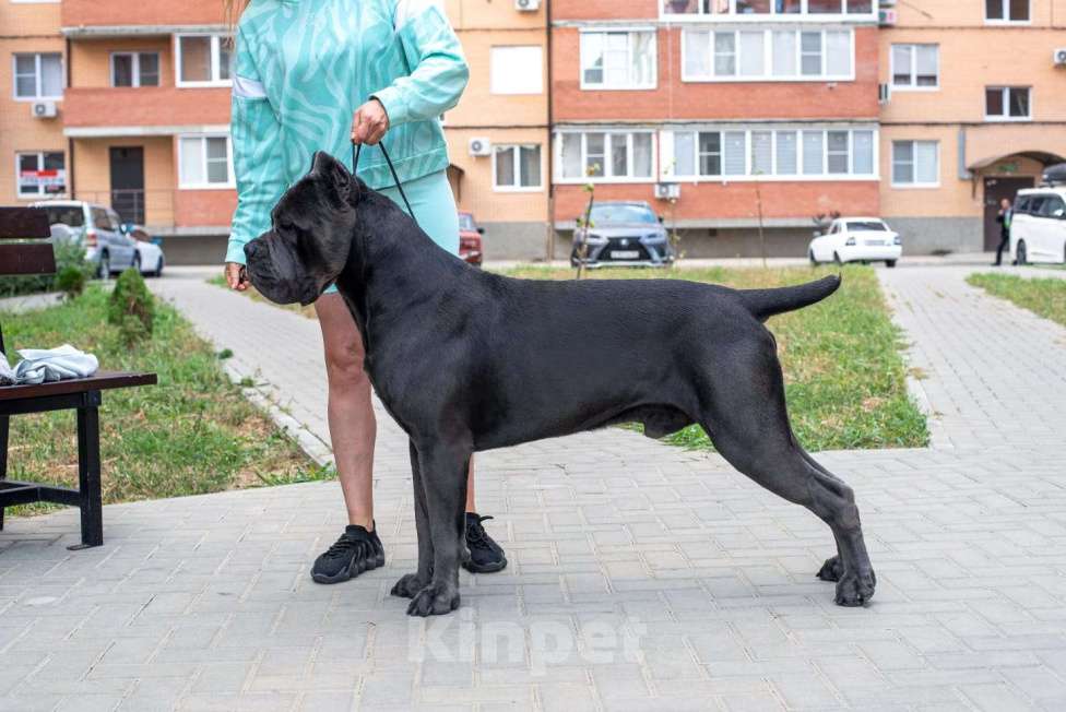 Собаки в Славянске-На-Кубани: Доступен к вязке Мальчик, 50 000 руб. - фото 2