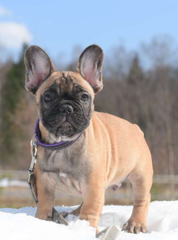 Собаки в Москве: Тимоти Мальчик, 65 000 руб. - фото 1