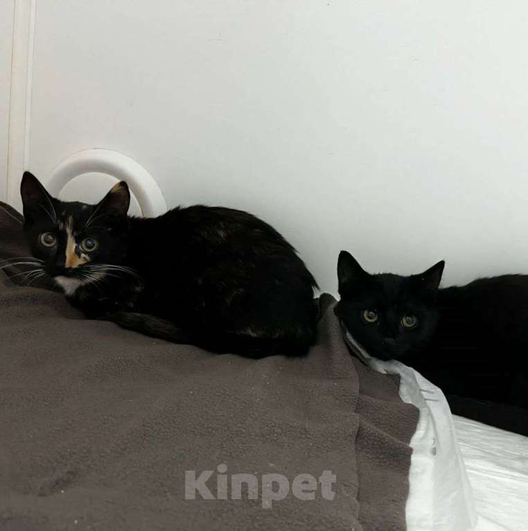 Кошки в Москве: Котенку девочке некуда идти после клиники 🆘️ Срочный поиск дома Девочка, Бесплатно - фото 2