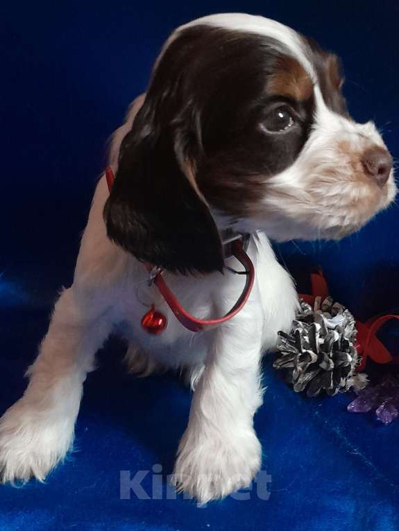 Собаки в Рыбинске: Девочка Английского кокера спаниеля  Девочка, 60 000 руб. - фото 6