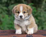 Собаки в Новосибирске: Щенки вельш-корги пемброк Мальчик, 1 руб. - фото 1