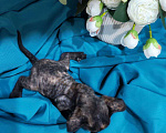Кошки в Горячем Ключе: Котенок Девон Рекс в окрасе черная черепаха Девочка, 70 000 руб. - фото 6