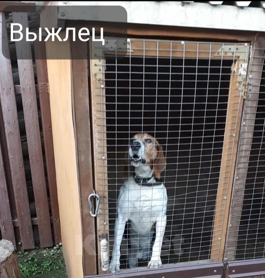 Собаки в Костроме: Щенки-эстонской гончей Мальчик, 10 000 руб. - фото 1