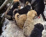 Собаки в Чехове: Банхар Разнополые, Бесплатно - фото 3