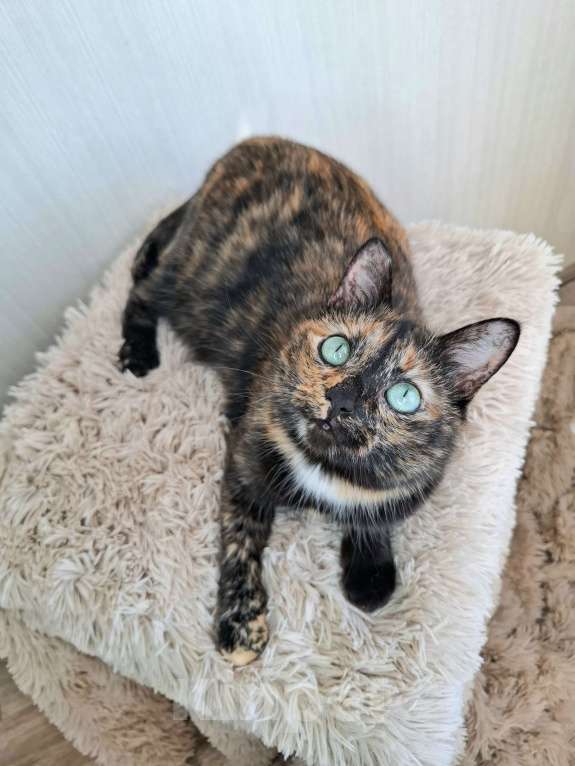 Кошки в Москве: Амели будет на выставке-пристройстве в Москве Девочка, Бесплатно - фото 7