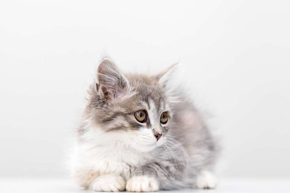 Кошки в Москве: Императрица Девочка, Бесплатно - фото 2