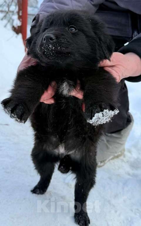 Собаки в Москве: Милый щенок Барни Мальчик, 1 руб. - фото 8