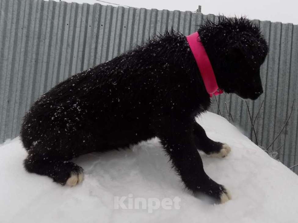 Собаки в Москве: Щенки лабрадор-ретривер, девочки mix Девочка, 15 000 руб. - фото 2