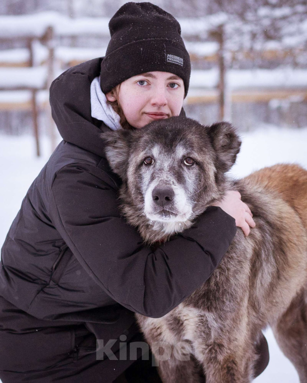 Собаки в Москве: Красивая и мудрая собака ищет дом Девочка, Бесплатно - фото 1