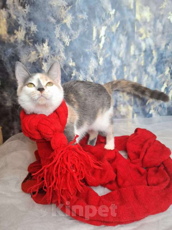 Кошки в Москве: Голубокремовый котёнок в добрые руки  Девочка, Бесплатно - фото 9