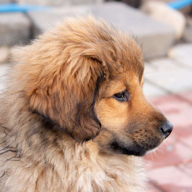 Собаки в Москве: Байра Девочка, Бесплатно - фото 2