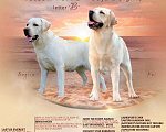 Собаки в Краснодаре: Палевые девочки Девочка, Бесплатно - фото 1