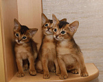 Кошки в Калаче-На-Доне: Абиссинские котята, 25 000 руб. - фото 6
