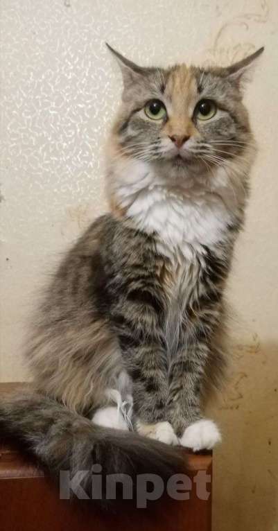 Кошки в Москве: котенок Лиса ищет дом Девочка, Бесплатно - фото 9