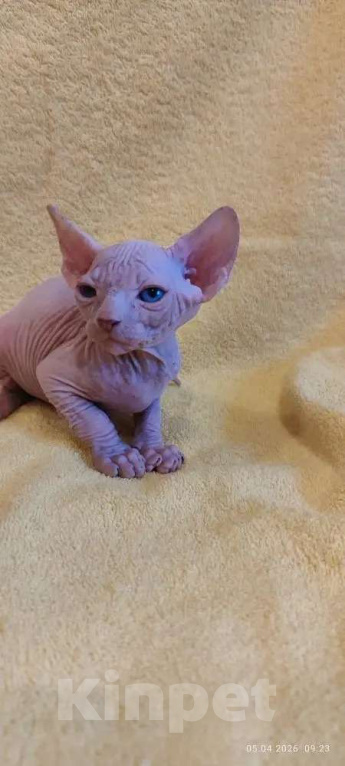 Кошки в Москве: Топовый малыш канадец Мальчик, 35 000 руб. - фото 2