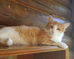 Кошки в Москве: Рыжий, любопытный, смешной кот Жак. 1 год, кастрирован, привит. Мальчик, Бесплатно - фото 2