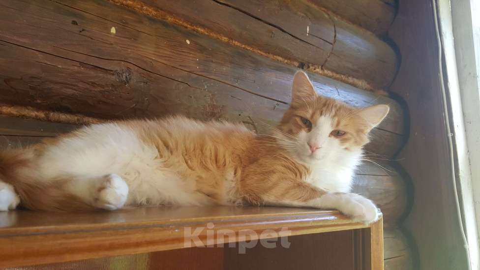 Кошки в Москве: Рыжий, любопытный, смешной кот Жак. 1 год, кастрирован, привит. Мальчик, Бесплатно - фото 2