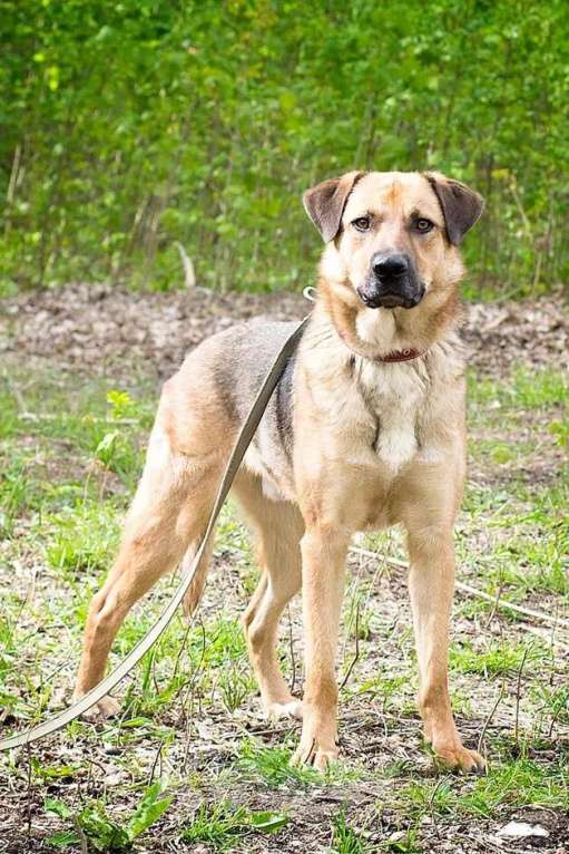 Собаки в Москве: Ермолай, бывшедомашний пес Мальчик, Бесплатно - фото 3