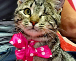 Кошки в Москве: котенок с шикарным окрасом Девочка, 10 руб. - фото 3