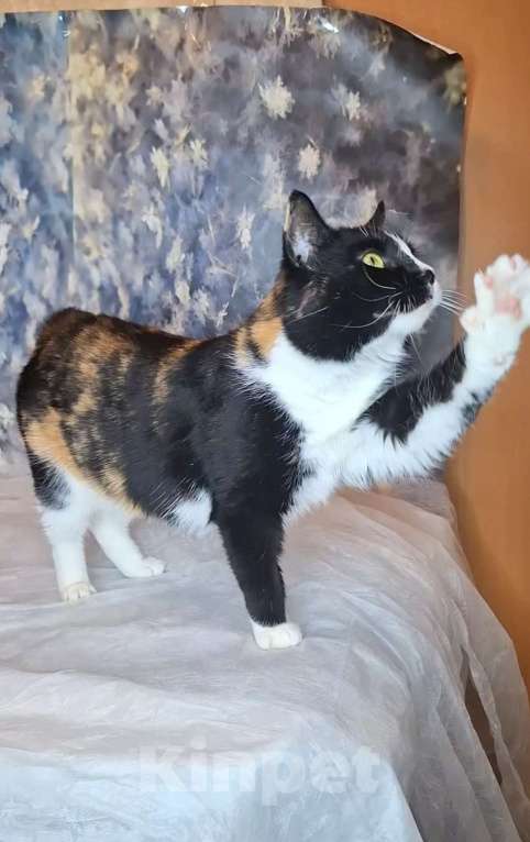 Кошки в Москве: Танцующая кошка в добрые руки  Девочка, Бесплатно - фото 5