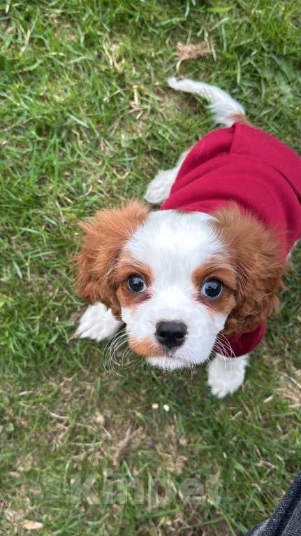 Собаки в Москве: Кавалер Кинг Чарльз спаниель Мальчик, 50 000 руб. - фото 3