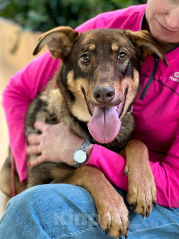 Собаки в Москве: Улыбается Девочка, Бесплатно - фото 4