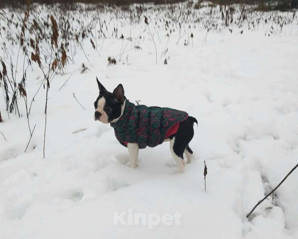 Собаки в Пскове: Бостон терьер, девочки Девочка, 50 000 руб. - фото 5