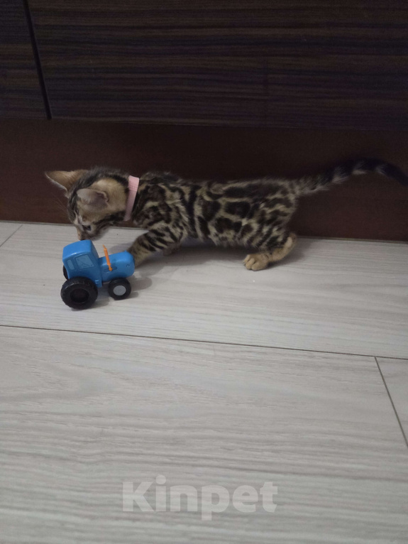 Кошки в Красногорске: Бенгалята Мальчик, 35 000 руб. - фото 4