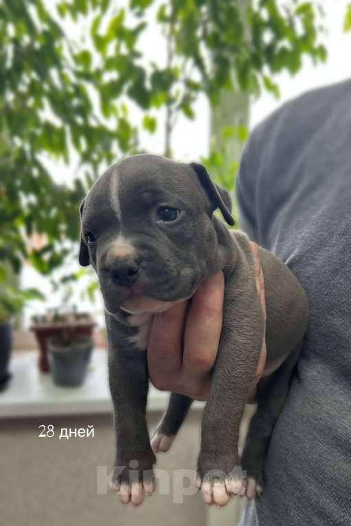 Собаки в Москве: Щенки АСТ Мальчик, 50 000 руб. - фото 2