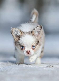 Девочки чихуахуа меоле лиловая и шоколадная, голубые глаза