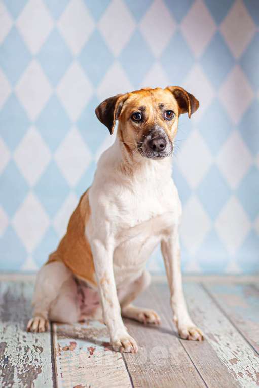 Собаки в Москве: Метис джек-рассел-терьера Герда в дар Девочка, 1 руб. - фото 4