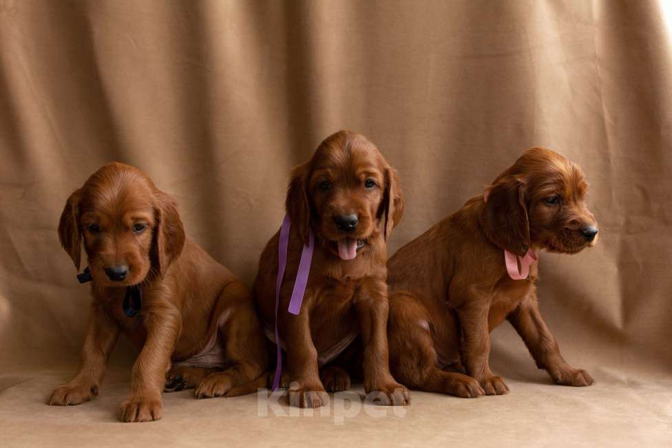 Собаки в Севастополе: Щенки ирландского красного сеттера Мальчик, 45 000 руб. - фото 9