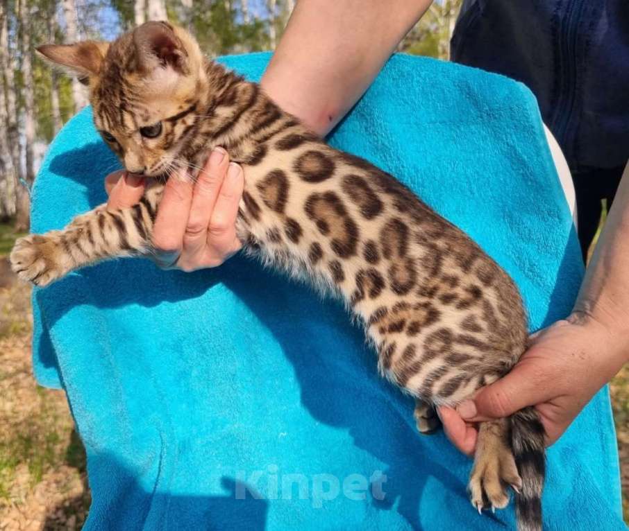Кошки в Новосибирске: Великолепные котята  бенгальской породы Мальчик, 15 000 руб. - фото 3