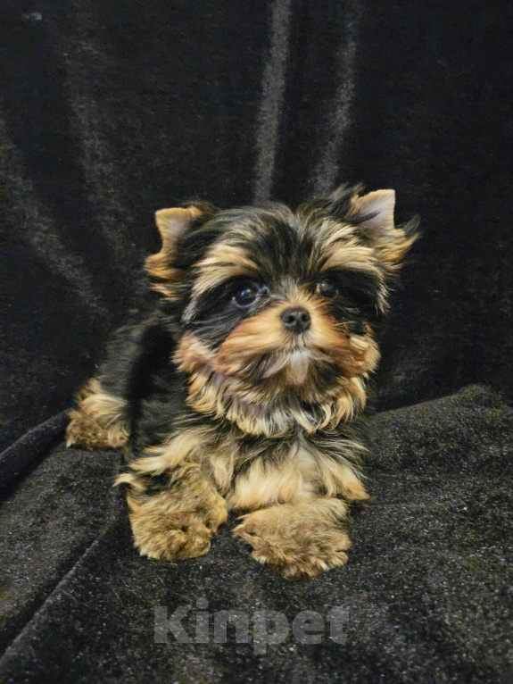 Собаки в Москве: Мини девочка йорка  Девочка, 130 000 руб. - фото 3