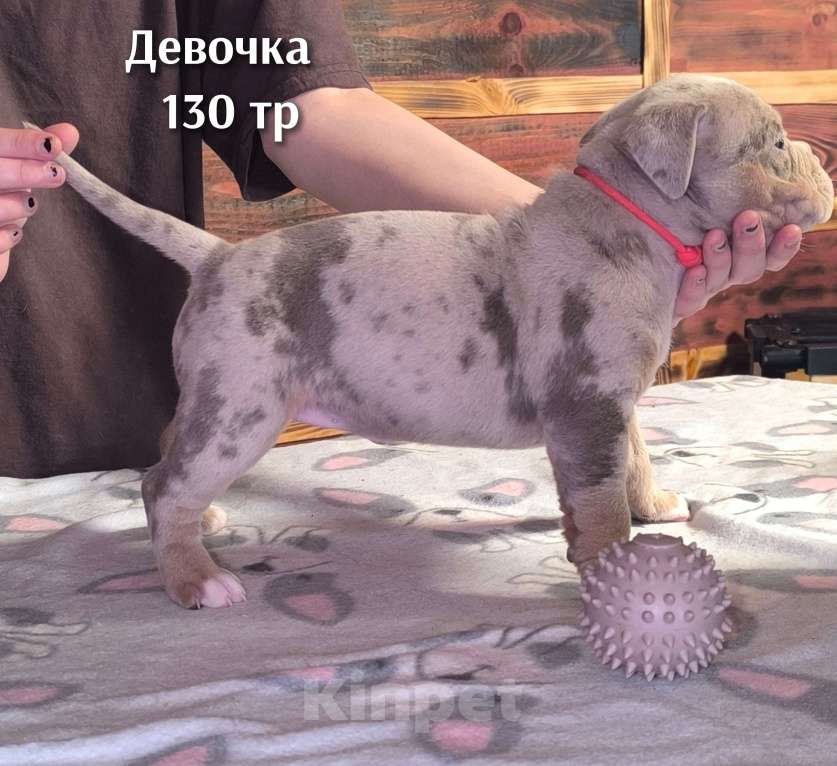 Собаки в Черногорске: Девочка Девочка, 130 000 руб. - фото 2