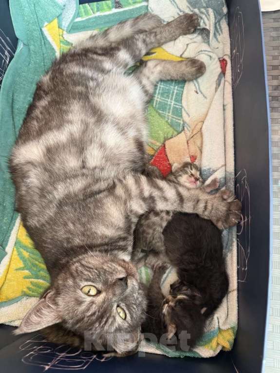 Кошки в Краснодаре: Кошка ищет дом себе и 4 котятам Девочка, Бесплатно - фото 2