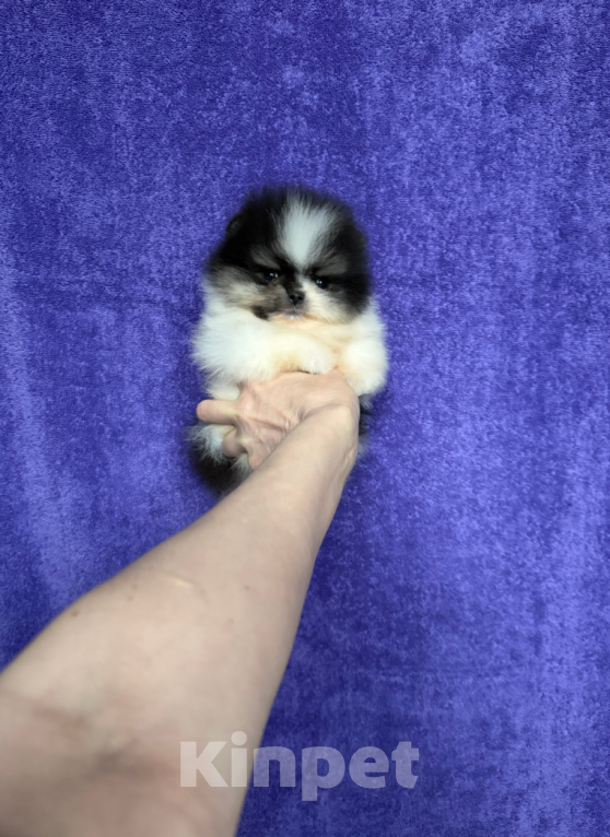 Собаки в Москве: Мальчик триколор Мальчик, 30 000 руб. - фото 1