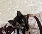 Кошки в Санкт-Петербурге: Двуликий котенок ищет дом Девочка, Бесплатно - фото 3