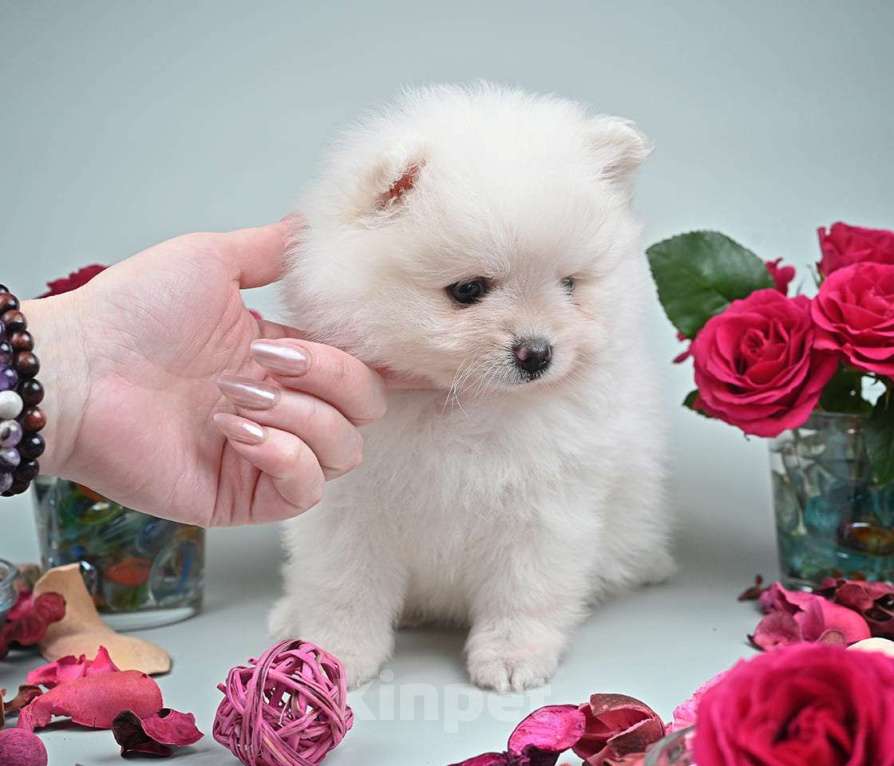 Собаки в Нижнем Новгороде: Щенок шпица Мальчик, 40 000 руб. - фото 2